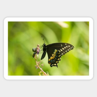 The Beetles And The Swallowtail Sticker